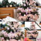 Choinka Świerk Premium naturalny 90 cm Choinka Świerk Premium naturalny 90 cm